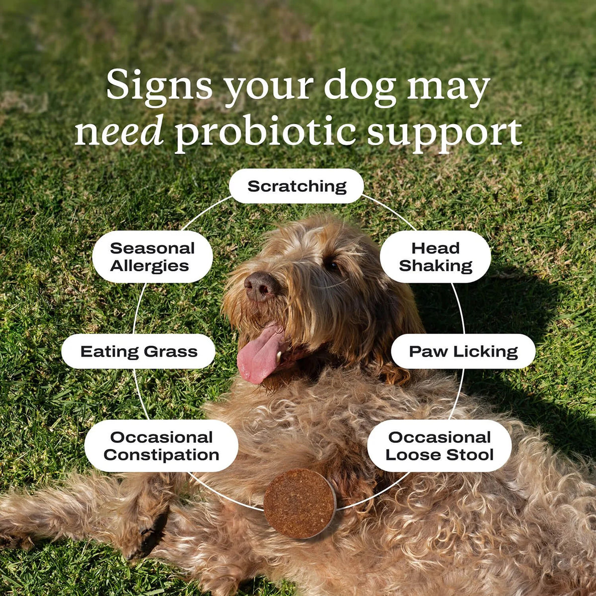 Advanced Dog Probiotic Chews For Comprehensive Digestive Support
