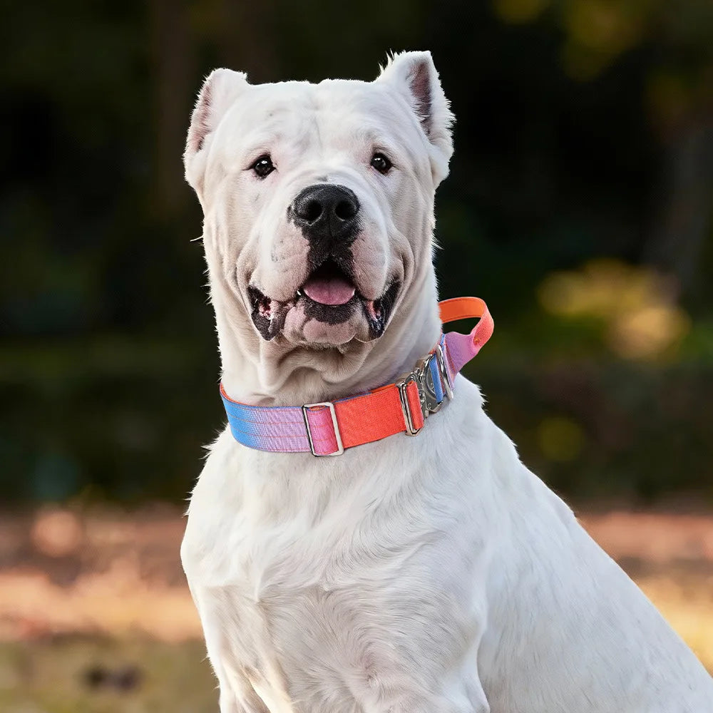 Tactical Dog Collar With Handle For Training And Outdoor Walking