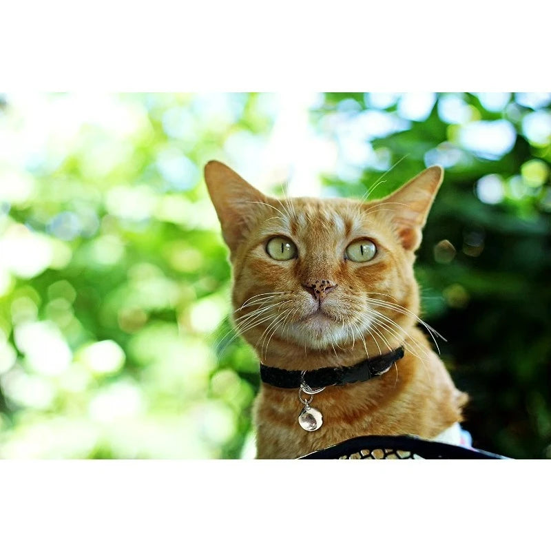 Durable Heavy Duty Nylon Breakaway Cat Collar for Everyday Wear